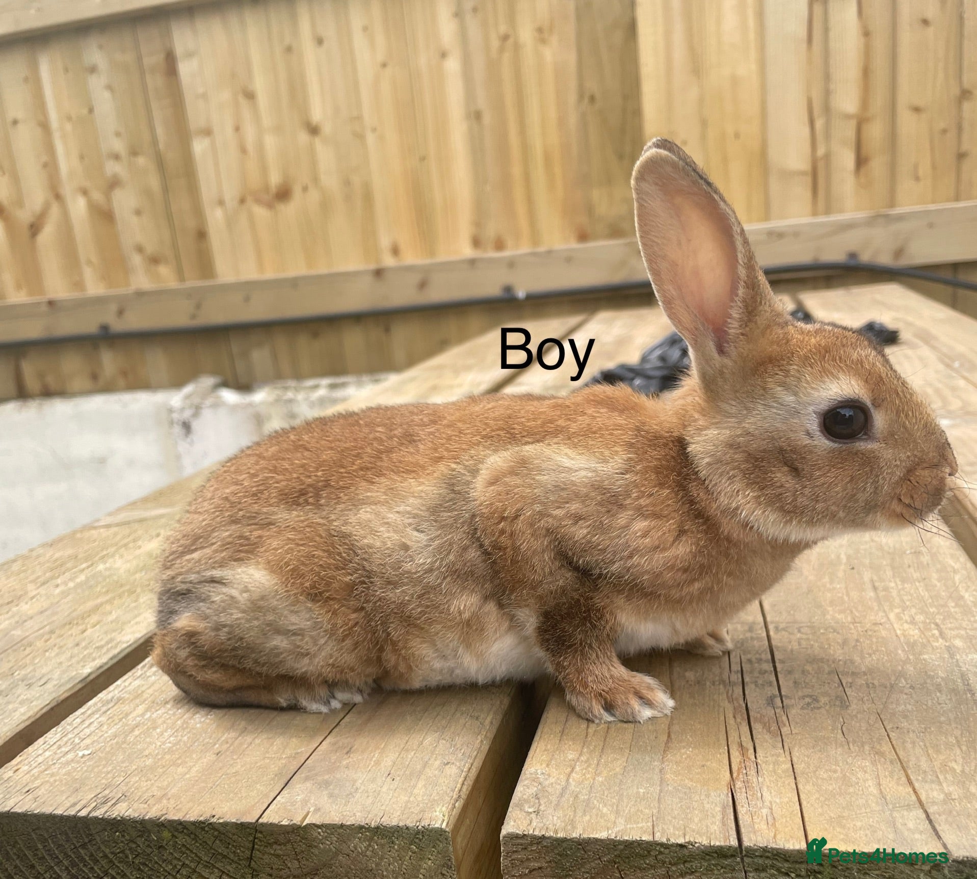Rex rabbits Pure bred mini Rex 🐰  - Advert 5