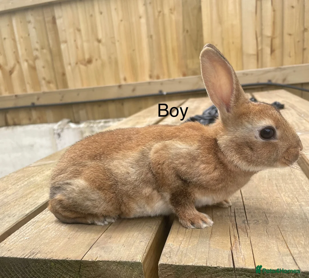 Rex rabbits for sale: Pure bred mini Rex 🐰  - Advert 2