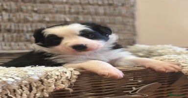 Border Collie dogs - Advert 2