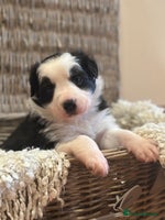 Border Collie dogs - Advert 2