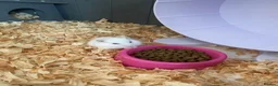 Hamster rodents for sale: Donate Hamster, Looking for a new home in Telford - Advert 3