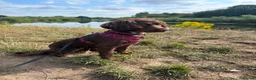 Cocker Spaniel dogs for sale: Beautiful Cocker Spaniel Girl Needs a Loving Home - Advert 3