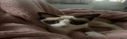 Snowshoe cats for sale: One year old female Siamese snowshoe  - Advert 11