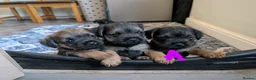 Border Terrier dogs for sale: Beautiful Border Terrier Puppies - Advert 21