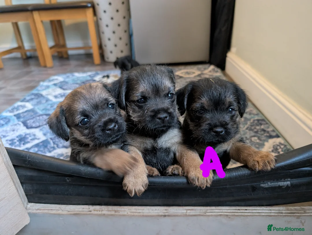 Border Terrier dogs for sale: Beautiful Border Terrier Puppies - Advert 21