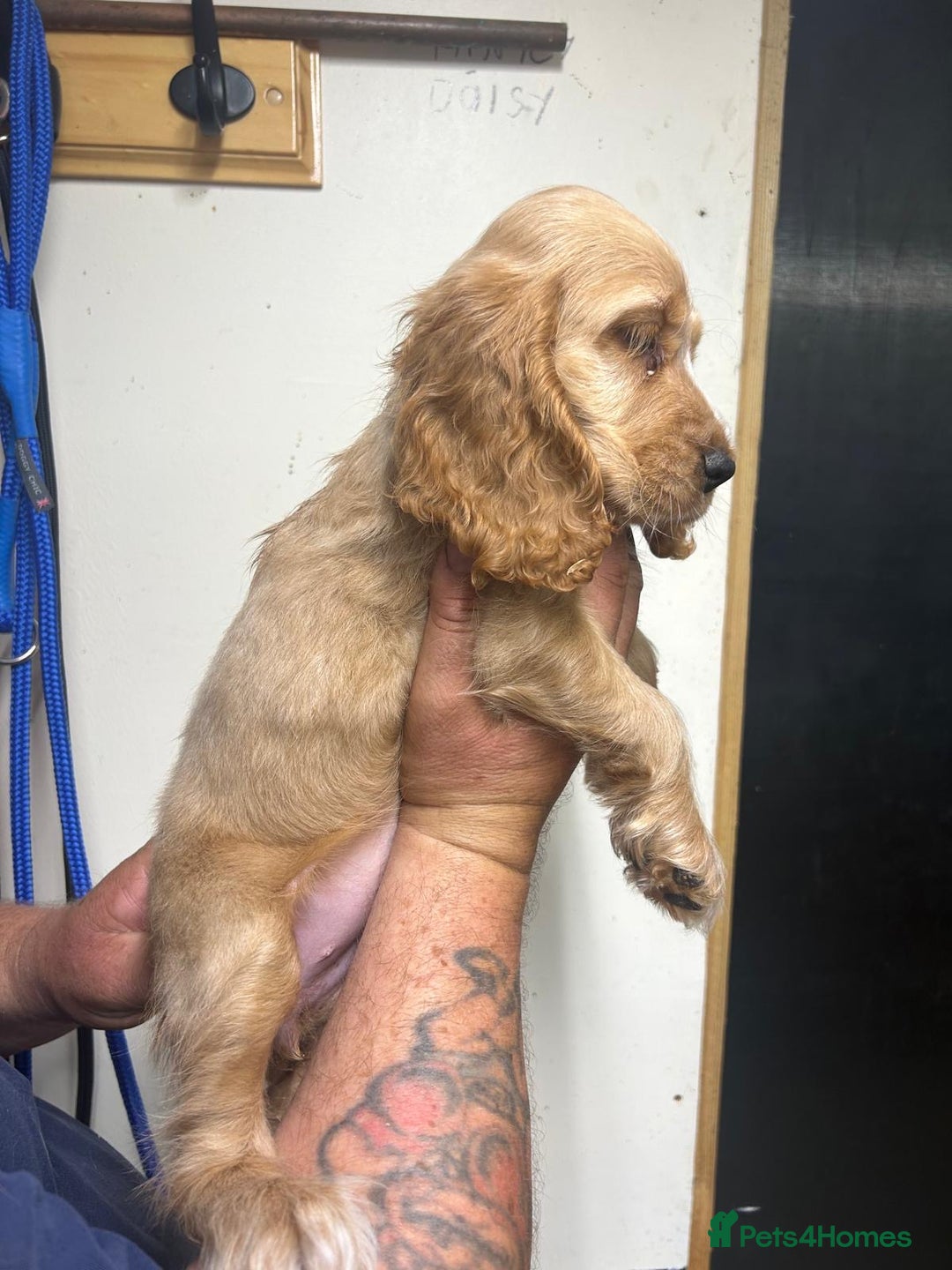 Cocker Spaniel dogs for sale: Orange Roan Girls - Image 3