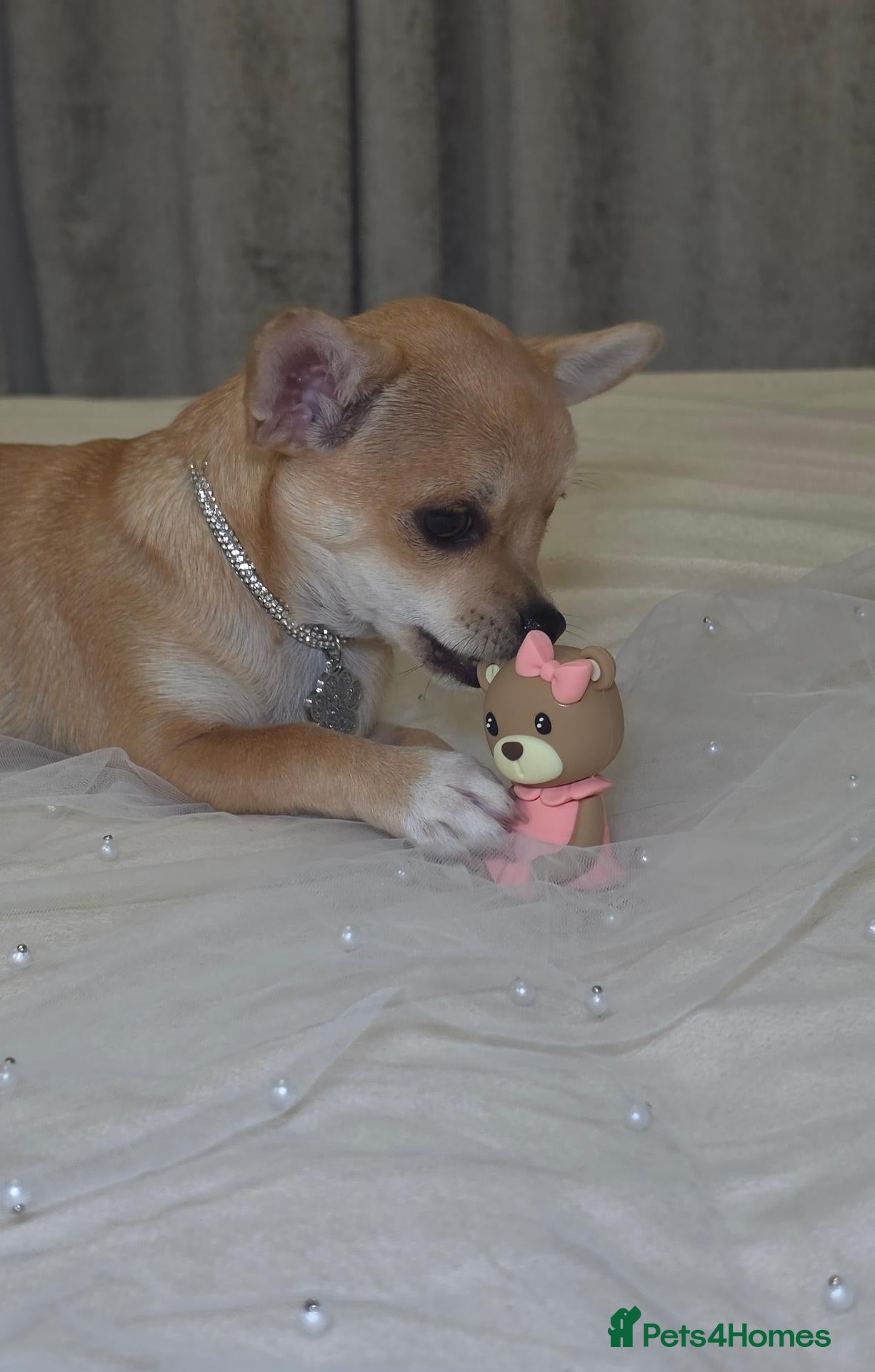 Chihuahua dogs 🐾Chihuahua Girl ready for forever loving homes - Advert 2