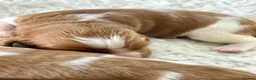 Welsh Springer Spaniel dogs for sale: KC Reg Welsh Springer Spaniels Fully Health Tested - Advert 16