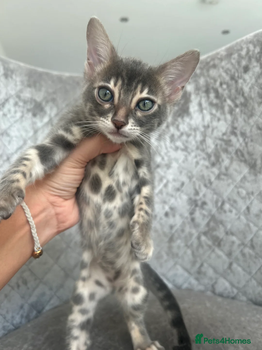 Bengal cats for sale: 💙Beautiful Blue Bengal Kittens - TICA Reg 💙 - Advert 5
