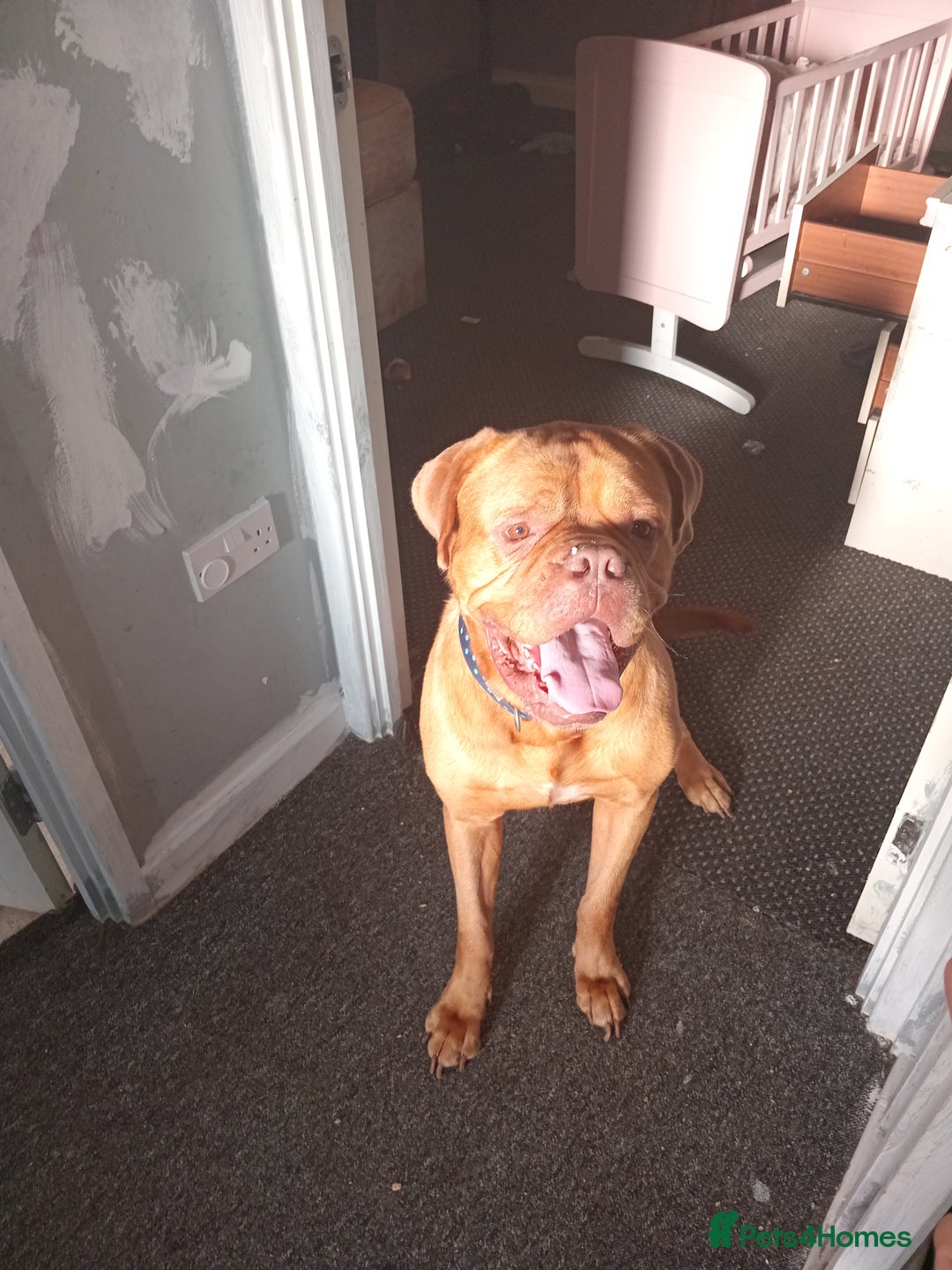 Dogue De Bordeaux dogs for sale: Male Dougue de bordeaux  - Image 2