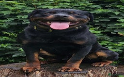 Rottweiler dogs for stud: Working line rottweiler stud - Image 1