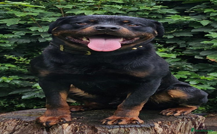 Rottweiler dogs - Advert 1