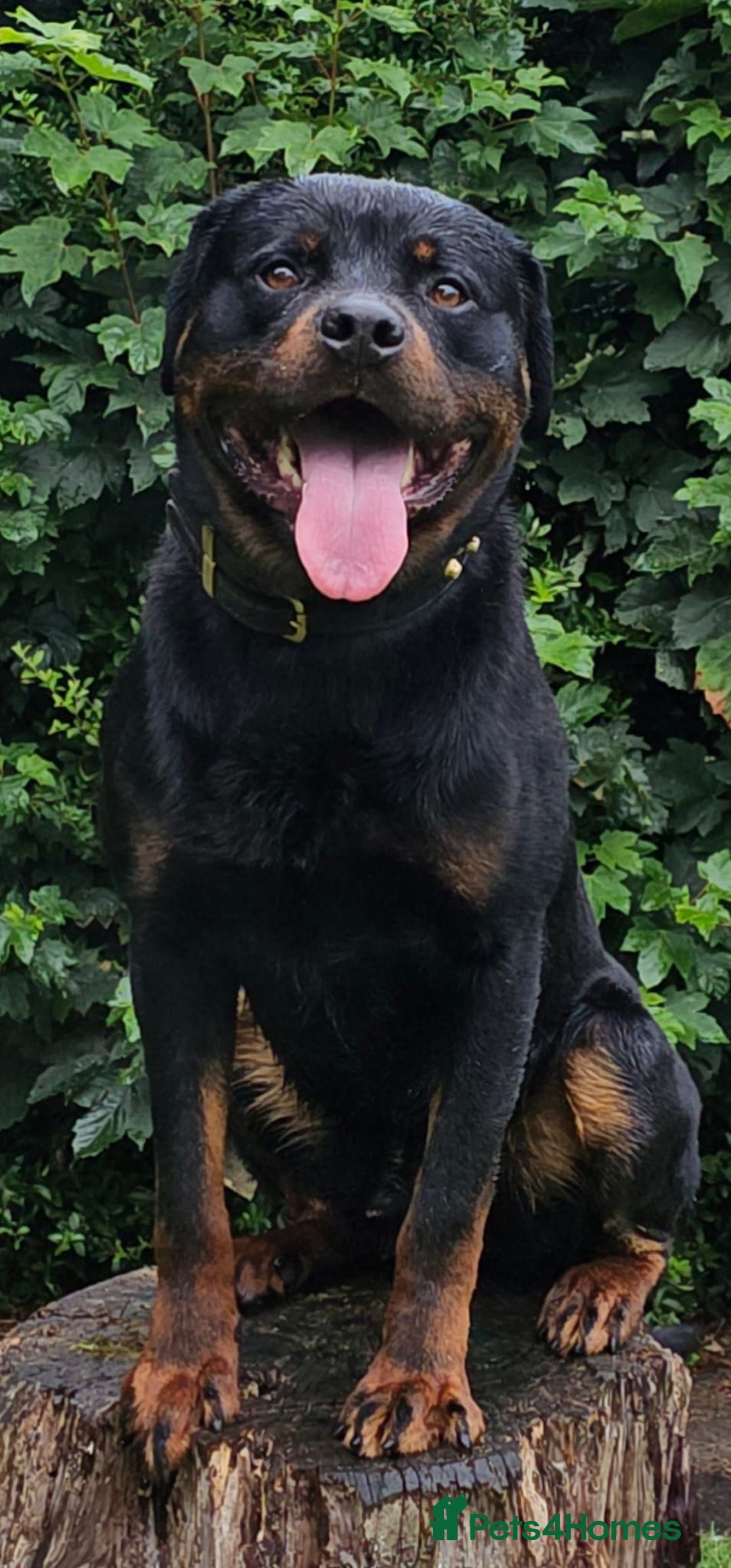 Rottweiler dogs for stud: Working line rottweiler stud - Image 1