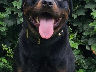 Rottweiler dogs - Advert 16