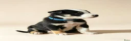 Mixed Breed dogs for sale: 🐾BULLDOG X BORDER COLLIE PUPPIES - Advert 9