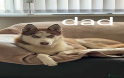 Mixed Breed dogs for sale: Beautiful goberians - Image 11