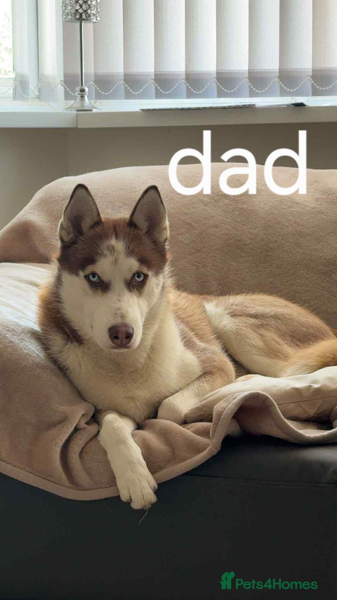 Mixed Breed dogs for sale: Beautiful goberians - Image 11