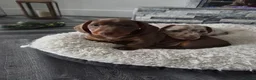 Miniature Dachshund dogs for sale: Adorable miniature dachshund puppies  in Chester - Advert 8