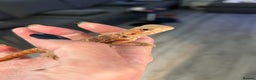 Bearded Dragon reptiles for sale: 1 red male  Baby bearded dragons - Advert 3