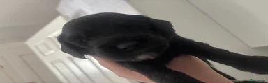 Cockapoo Puppy 1
