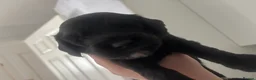 Cockapoo dogs for sale: Beautiful F2b cockapoos  - Advert 6