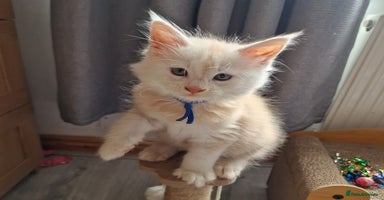Maine Coon cats - Advert 2