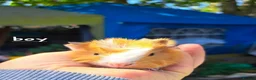 Guinea Pig rodents for sale: Young male guinea pigs for sale  - Advert 2