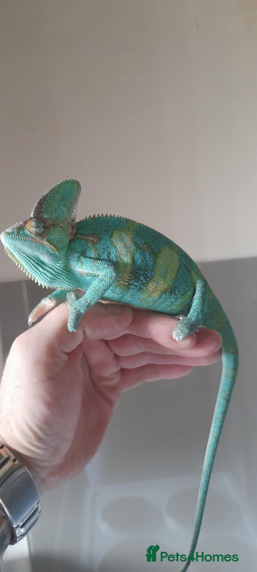 Chameleon reptiles Veiled chameleons  - Advert 2