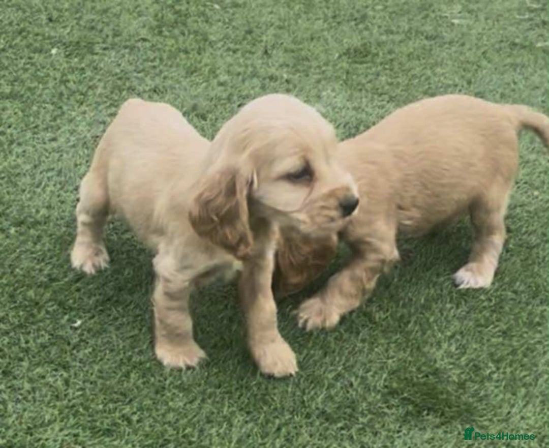 Cocker Spaniel dogs for sale: Show cockers for sale - Image 8