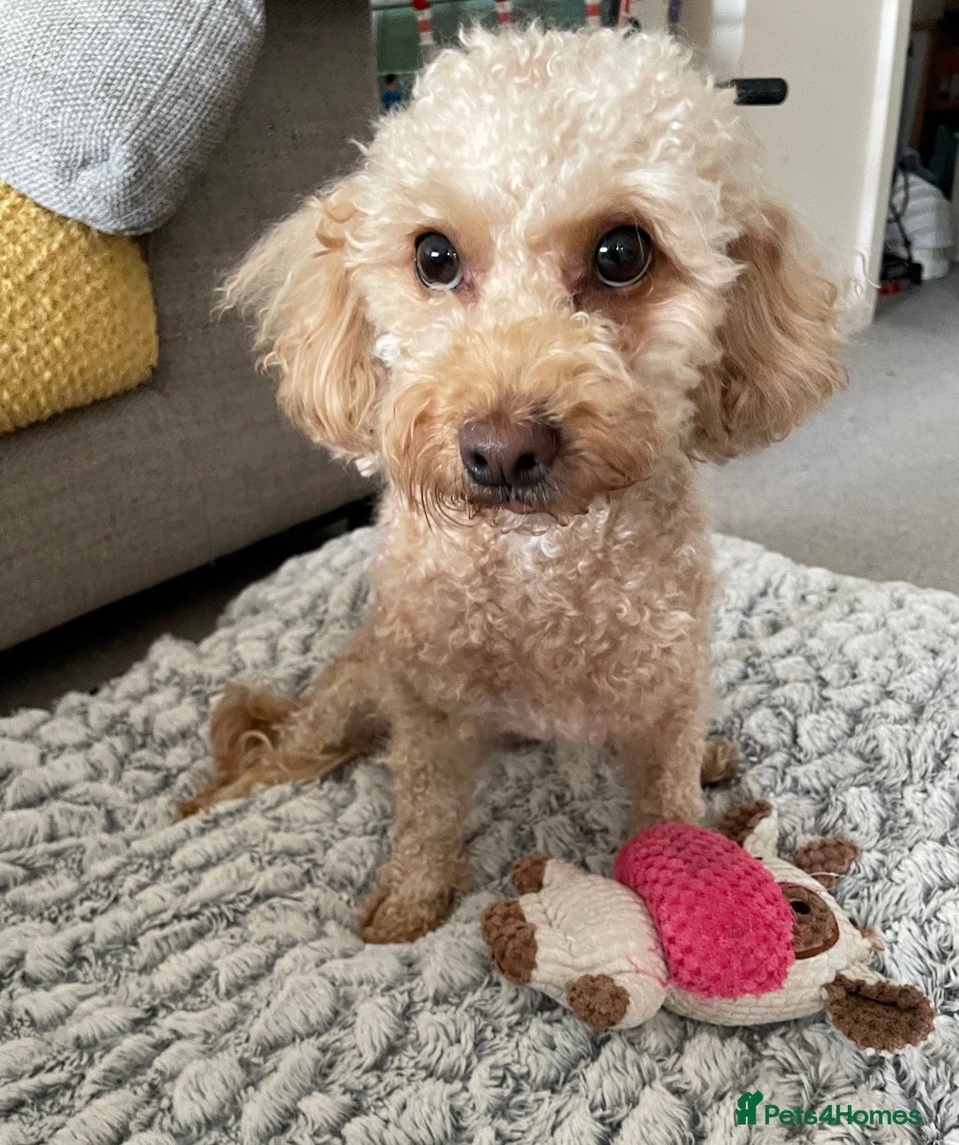 Toy Poodle dogs for sale: Toy poodles arriving soon  - Image 4