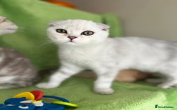 Scottish Fold cats for sale: Beautiful Scottish fold baby’s  in Reading - Image 12