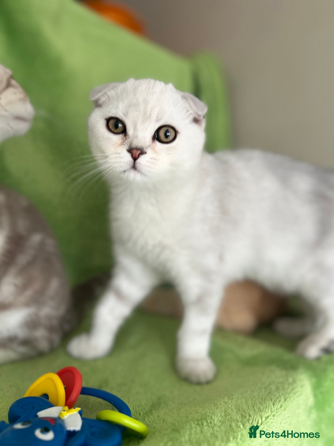 Scottish Fold cats for sale: Beautiful Scottish fold baby’s  in Reading - Image 12