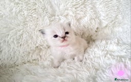 Ragdoll cats for sale: Fluffdoll Ragdoll Kittens 🥰 - Image 3