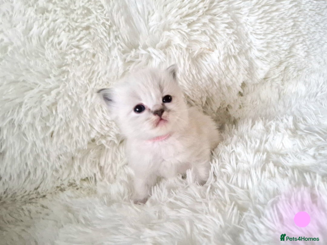 Ragdoll cats for sale: Fluffdoll Ragdoll Kittens 🥰 - Image 3