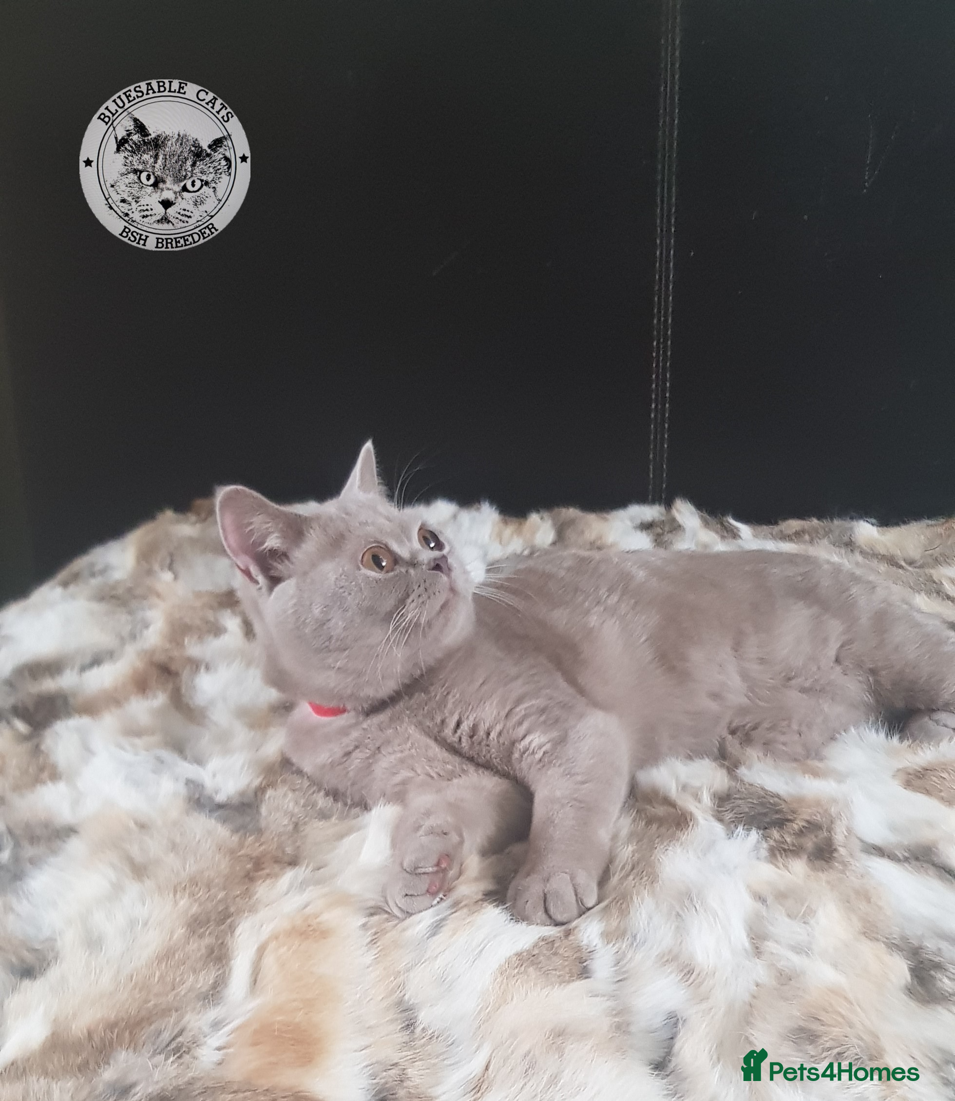 British Shorthair cats Championship BSH kittens ACTIVE   in Gainsborough - Advert 18