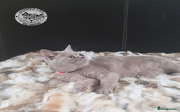 British Shorthair cats for sale: Championship BSH kittens ACTIVE   in Gainsborough - Image 4