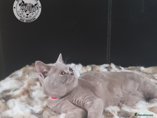 British Shorthair cats Championship BSH kittens ACTIVE in Gainsborough - Advert 15