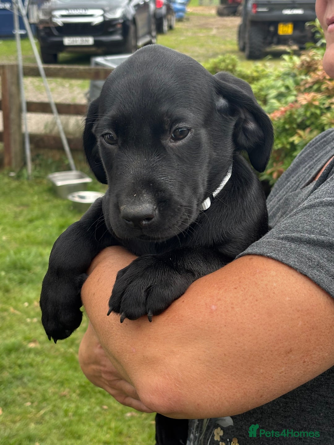 Labrador Retriever dogs for sale: Gorgeous Labrador Puppies - Image 5