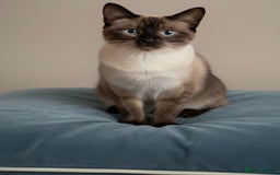 Ragdoll cats for sale: Cute kittens for sale  - Image 4