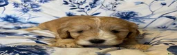 Cavapoo dogs for sale: Beautiful Cavapoo Puppies Looking for Loving home. - Advert 3