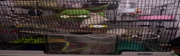 Rat rodents for sale: 2 male rats for sale  in Manchester - Advert 1
