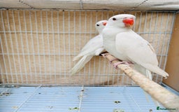 Ringnecks birds for sale: Stunning rare Ringnecks for sale  - Image 7