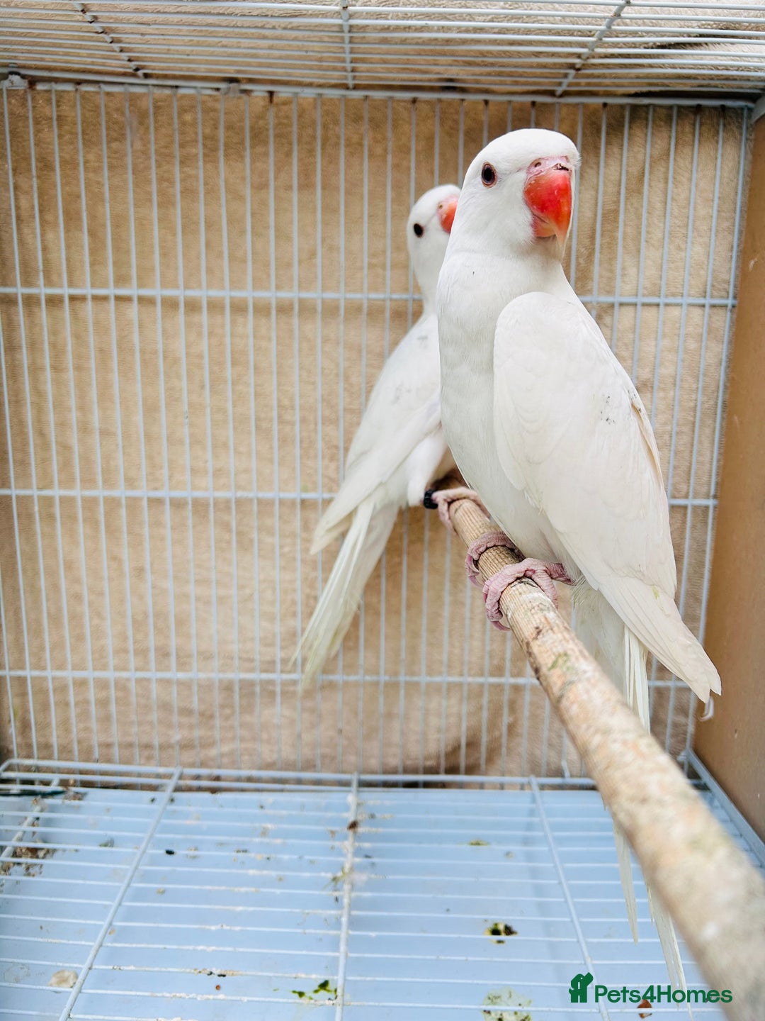 Ringnecks birds for sale: Stunning rare Ringnecks for sale  - Image 7