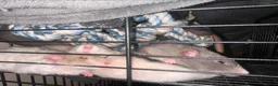 Rat rodents for sale: good home needed - Advert 2