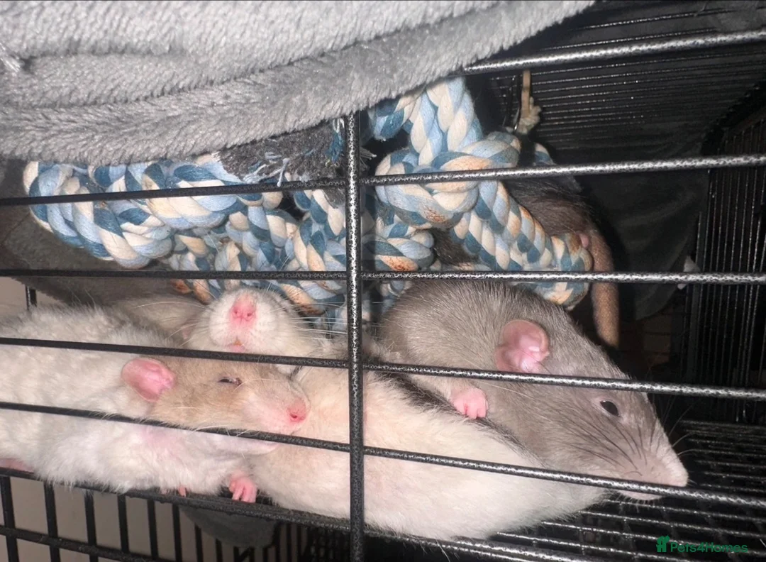 Rat rodents for sale: good home needed - Advert 2