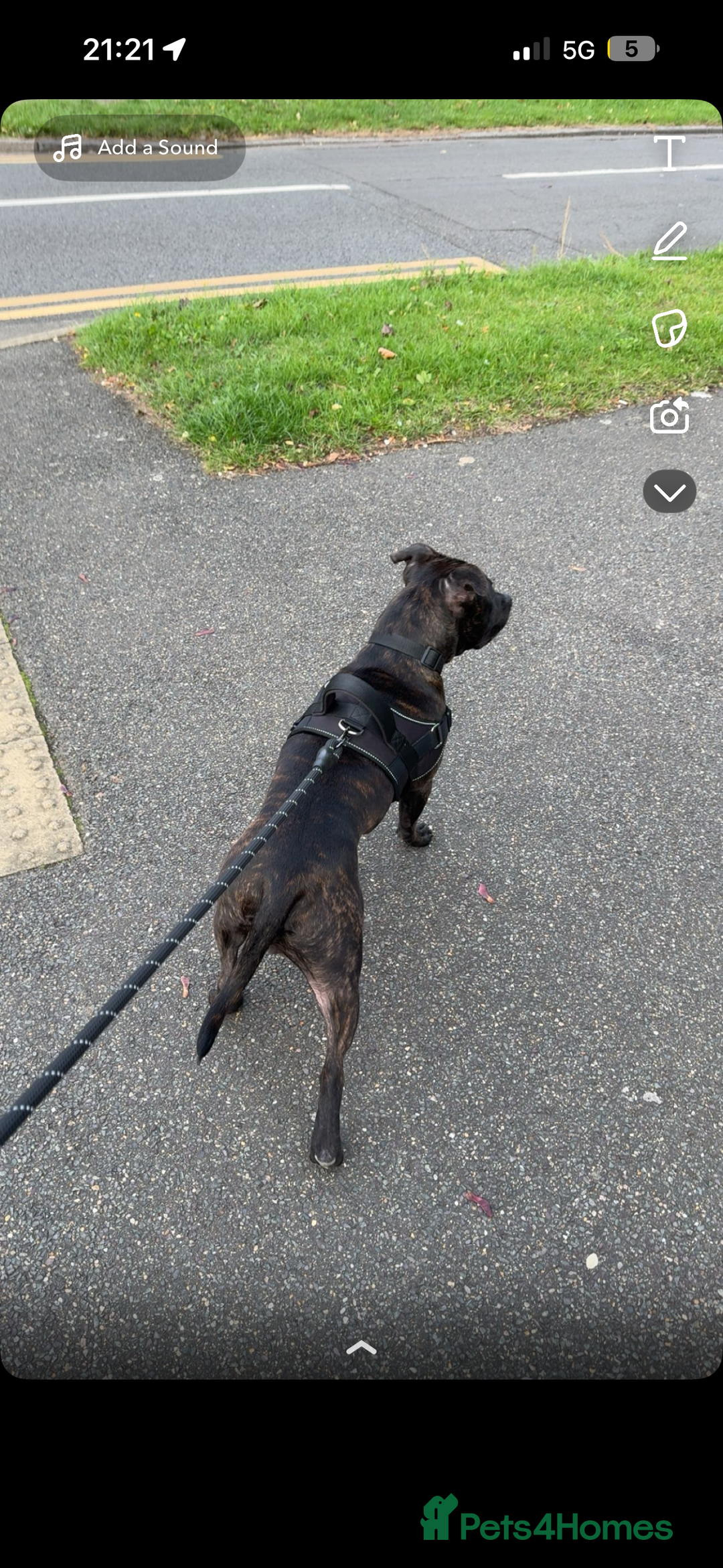 Staffordshire Bull Terrier dogs for stud: staffy for stud - Advert 6