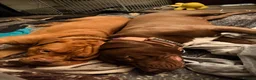 Mixed Breed dogs for sale: Presa cross dogue de Bordeaux  - Advert 13