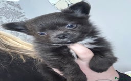 Chihuahua dogs for sale: Long coat Chihuahua puppies - Image 8