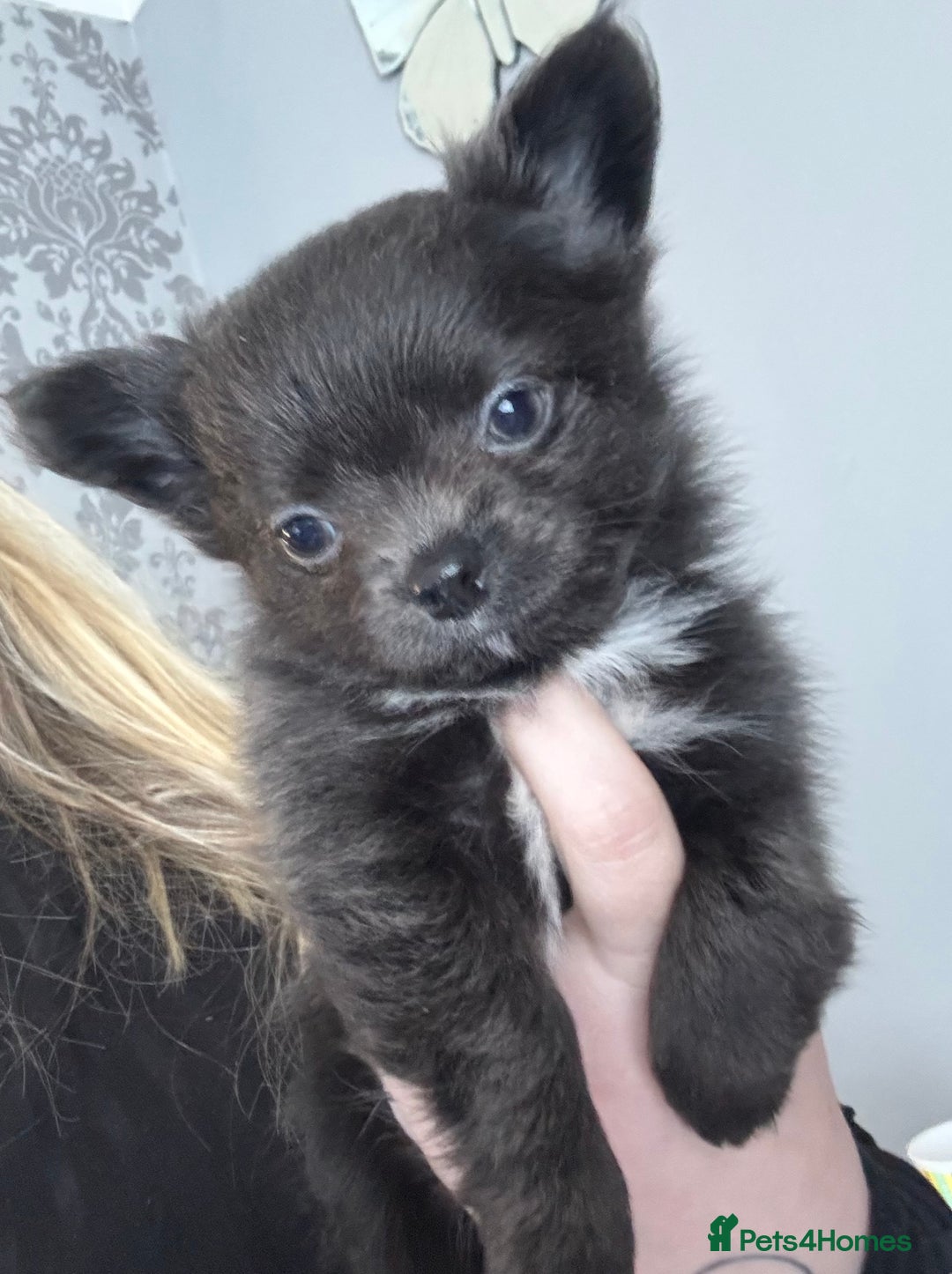 Chihuahua dogs for sale: Long coat Chihuahua puppies - Image 8