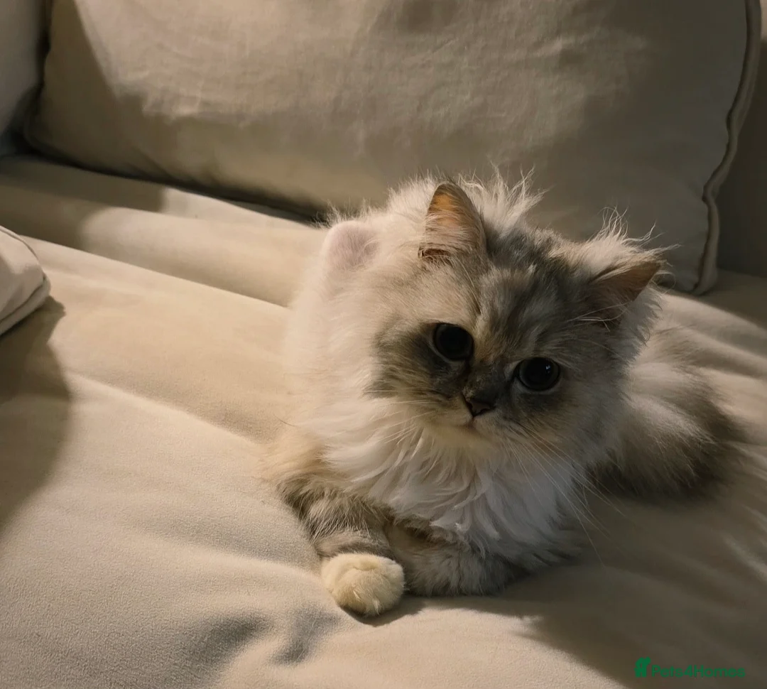 Ragdoll cats for sale: Ragdoll x Persian Cat 12 month old Female Martha  - Advert 4